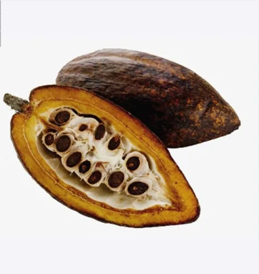 Extrait de plante Poudre de cacao Aliments santé Chocolat